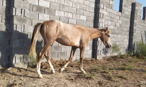 خرید اسب و فروش اسب_مادیان ترکمن با کره