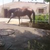 خرید اسب و فروش اسب_اسب سوار کاری