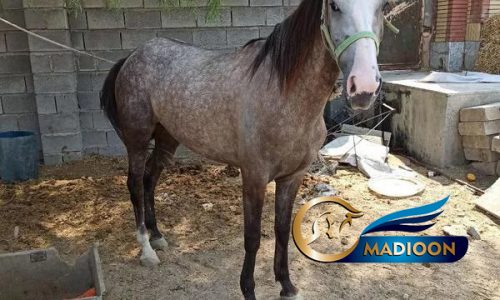 خرید اسب و فروش اسب_میناب