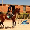 خرید اسب و فروش اسب_سیلمی عرب مصری