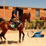 خرید اسب و فروش اسب_سیلمی عرب مصری