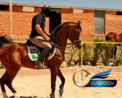 خرید اسب و فروش اسب_سیلمی عرب مصری