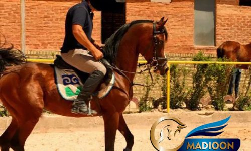 خرید اسب و فروش اسب_سیلمی عرب مصری