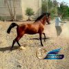 خرید اسب و فروش اسب_نریان دره شوری