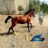 خرید اسب و فروش اسب_نریان دره شوری