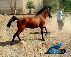 خرید اسب و فروش اسب_نریان دره شوری