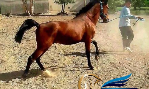 خرید اسب و فروش اسب_نریان دره شوری