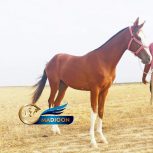 خرید اسب و فروش اسب_نریان ترکمن اصیل