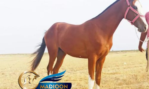 خرید اسب و فروش اسب_نریان ترکمن اصیل
