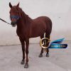 خرید اسب و فروش اسب_اسب عرب خالص ایرانی