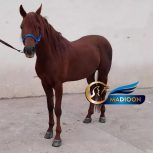 خرید اسب و فروش اسب_اسب عرب خالص ایرانی