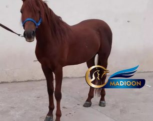 خرید اسب و فروش اسب_اسب عرب خالص ایرانی
