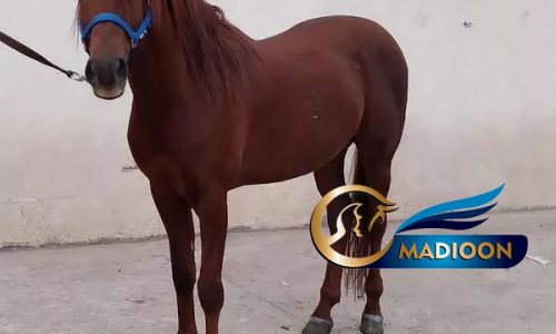 خرید اسب و فروش اسب_اسب عرب خالص ایرانی