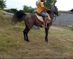 خرید اسب و فروش اسب_ سرخون اسب کُرد هُنردار