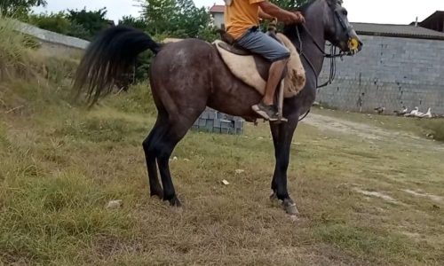 خرید اسب و فروش اسب_ سرخون اسب کُرد هُنردار