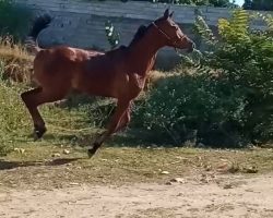 خرید اسب و فروش اسب_کره اسب عرب مصری مدارک دار