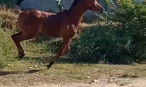 خرید اسب و فروش اسب_کره اسب عرب مصری مدارک دار