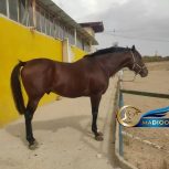 خرید اسب و فروش اسب_ویوابوی