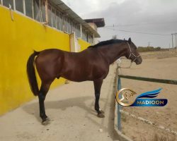 خرید اسب و فروش اسب_ویوابوی