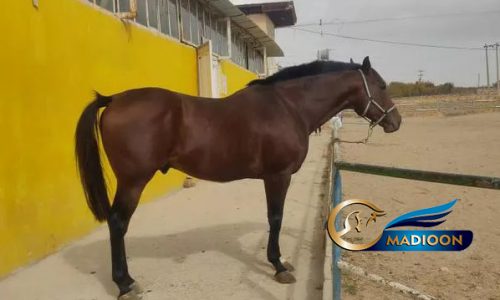 خرید اسب و فروش اسب_ویوابوی