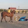 خرید اسب و فروش اسب_ نریان ترکمن