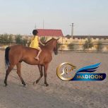 خرید اسب و فروش اسب_ نریان ترکمن