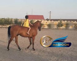 خرید اسب و فروش اسب_ نریان ترکمن