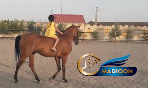 خرید اسب و فروش اسب_ نریان ترکمن