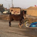 خرید اسب و فروش اسب_پاشا اشیرف