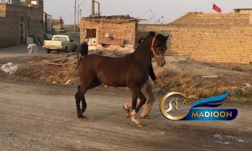 خرید اسب و فروش اسب_پاشا اشیرف