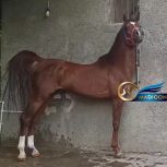 خرید اسب و فروش اسب_اسب شجره دار کرد