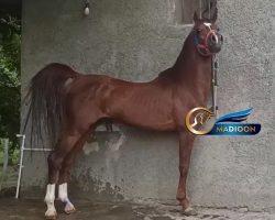 خرید اسب و فروش اسب_اسب شجره دار کرد