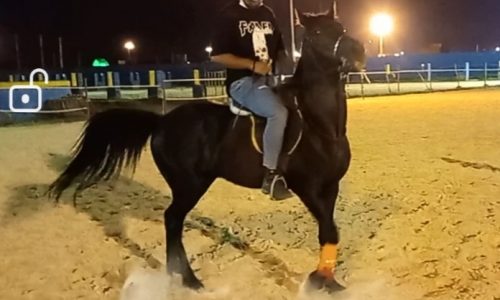 خرید اسب و فروش اسب_مشکی خان