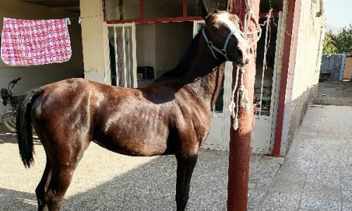 خرید اسب و فروش اسب_الیسا
