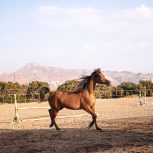 خرید اسب و فروش اسب_ ساحر کنز