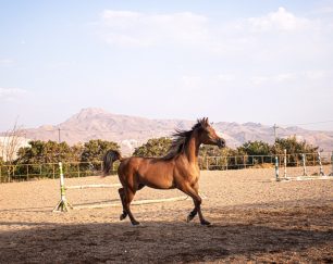خرید اسب و فروش اسب_ ساحر کنز