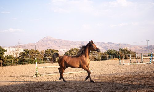 خرید اسب و فروش اسب_ ساحر کنز