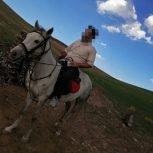 خرید اسب و فروش اسب_ستاره