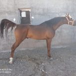 خرید اسب و فرش اسب_حیرت