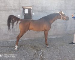 خرید اسب و فرش اسب_حیرت