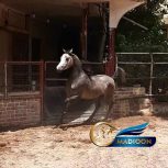 خرید اسب و فروش اسب_ نریان عرب مصری
