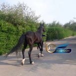 خرید اسب و فروش اسب_ مادیون اصیل عرب