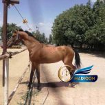 خرید اسب و فروش اسب_کره بختیار صحرا