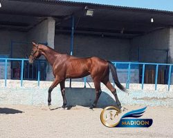 خرید اسب و فروش اسب_شایراد