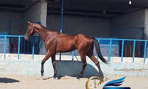 خرید اسب و فروش اسب_شایراد