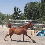 خرید اسب و فروش اسب_نریان دوسر مصری