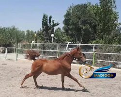 خرید اسب و فروش اسب_نریان دوسر مصری