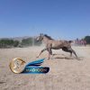 خرید اسب و فروش اسب_کشش سیلمی عرب