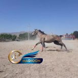 خرید اسب و فروش اسب_کشش سیلمی عرب