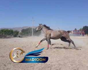 خرید اسب و فروش اسب_کشش سیلمی عرب